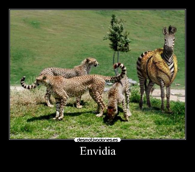 carteles zebra tigre desmotivaciones