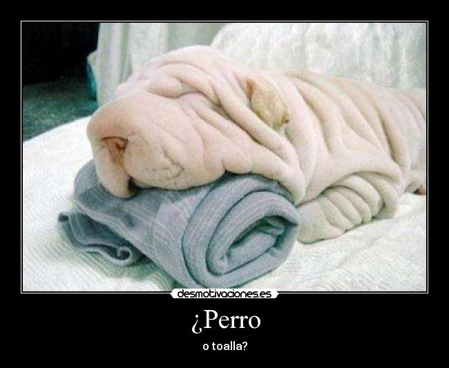 ¿Perro - o toalla?