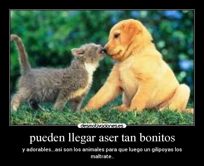 pueden llegar aser tan bonitos -