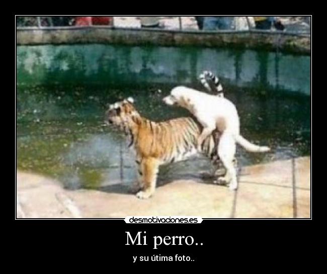 Mi perro.. - y su útima foto..