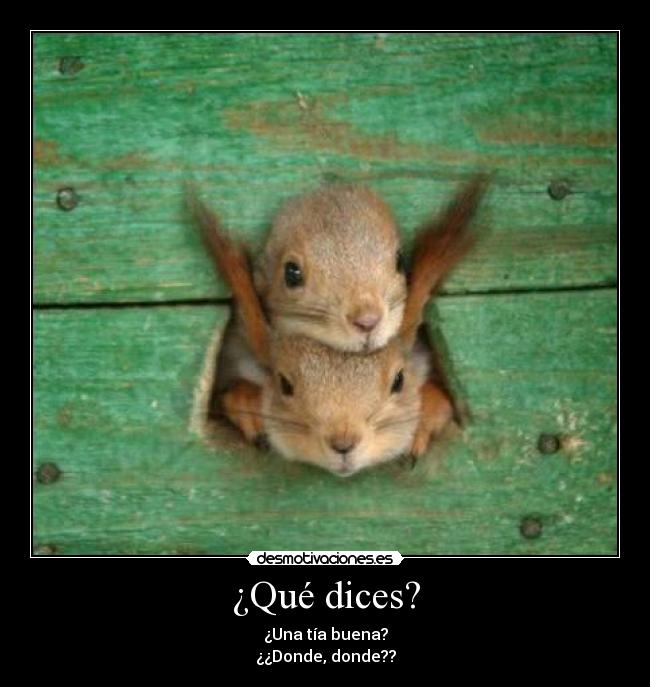¿Qué dices? - 