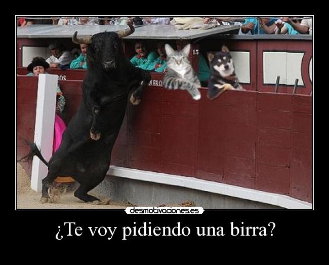 carteles birra gato perro toro cool desmotivaciones