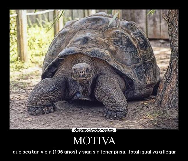 MOTIVA - 