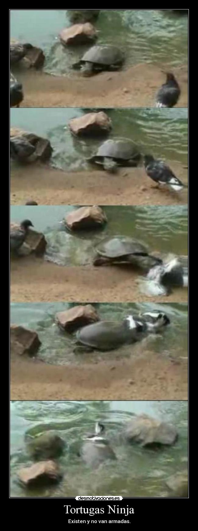 Tortugas Ninja - 