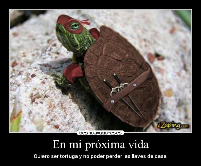 En mi próxima vida - Quiero ser tortuga y no poder perder las llaves de casa