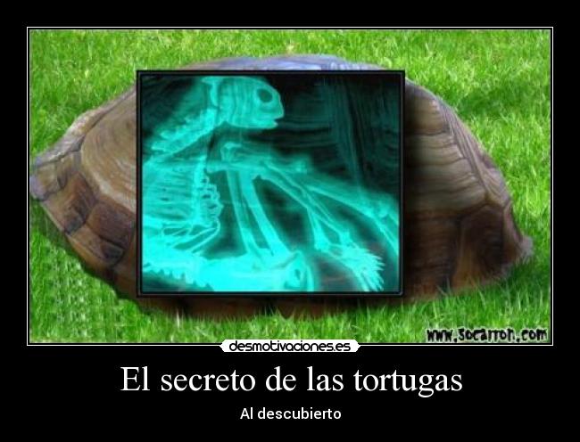 El secreto de las tortugas - 