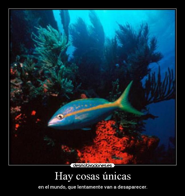 Hay cosas únicas -