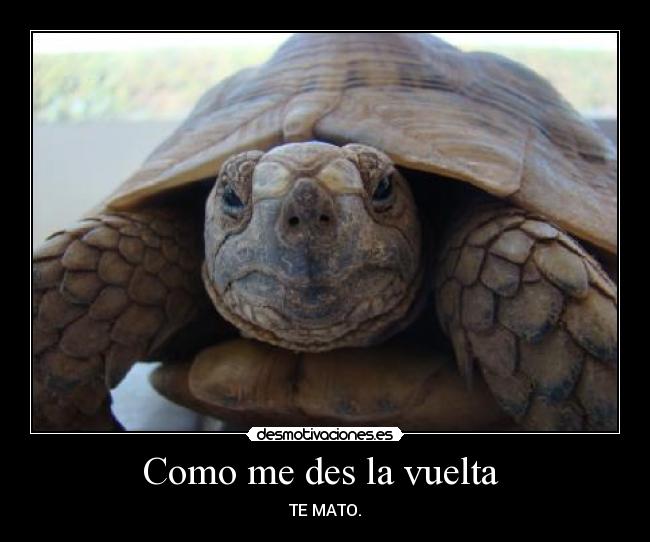 Como me des la vuelta  - TE MATO.