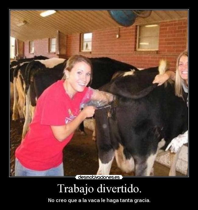 carteles trabajo vaca desmotivaciones