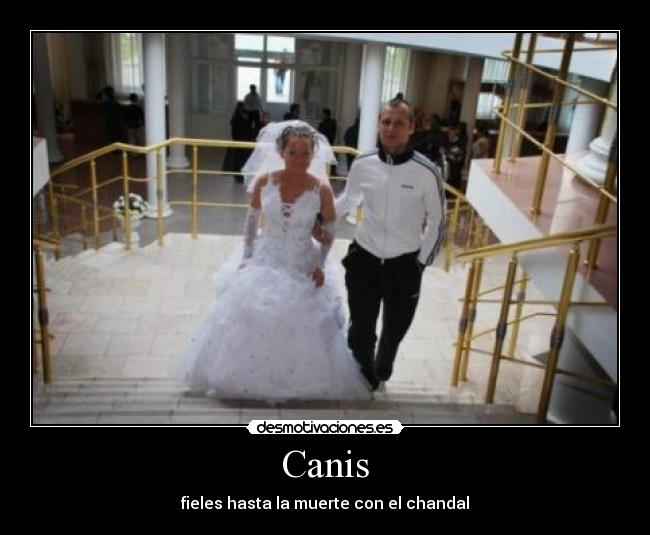 Canis -