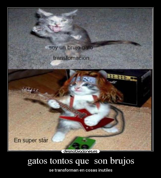 gatos tontos que  son brujos - 