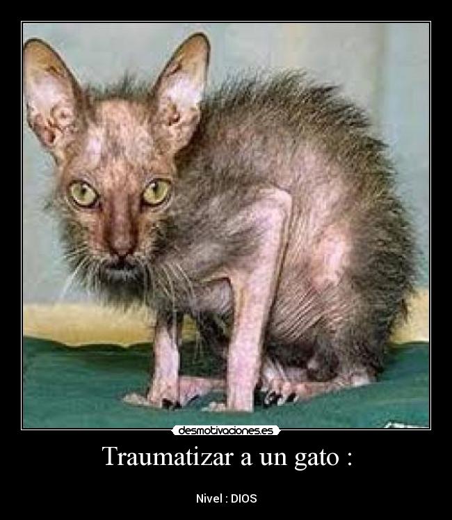 carteles gato desmotivaciones