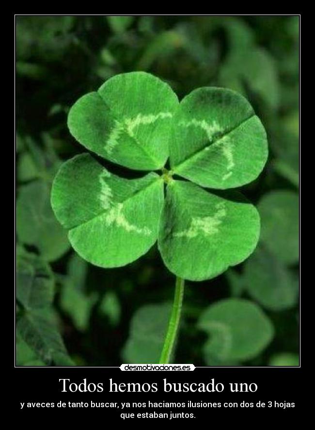 Todos hemos buscado uno - y aveces de tanto buscar, ya nos haciamos ilusiones con dos de 3 hojas
que estaban juntos.