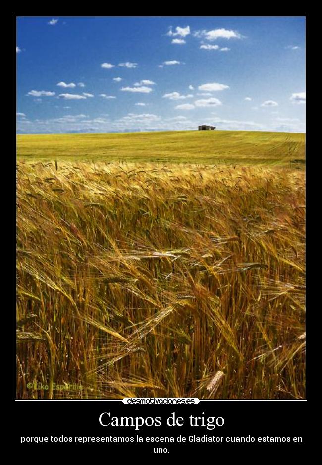 Campos de trigo - 