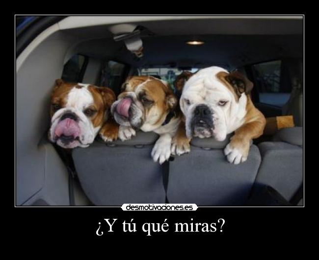 ¿Y tú qué miras? -