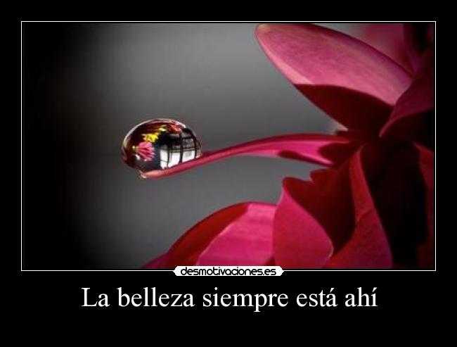 La belleza siempre está ahí -