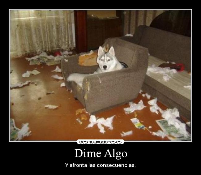 carteles perro sala danos humor dime algo desmotivaciones