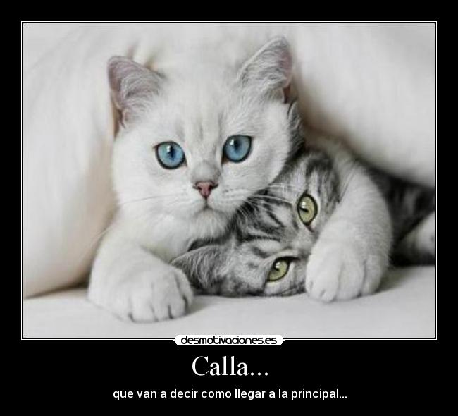 Calla... -