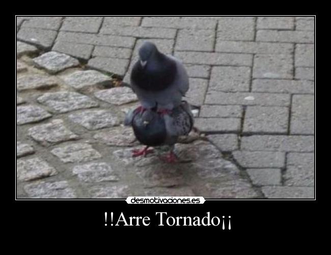 !!Arre Tornado¡¡ - 