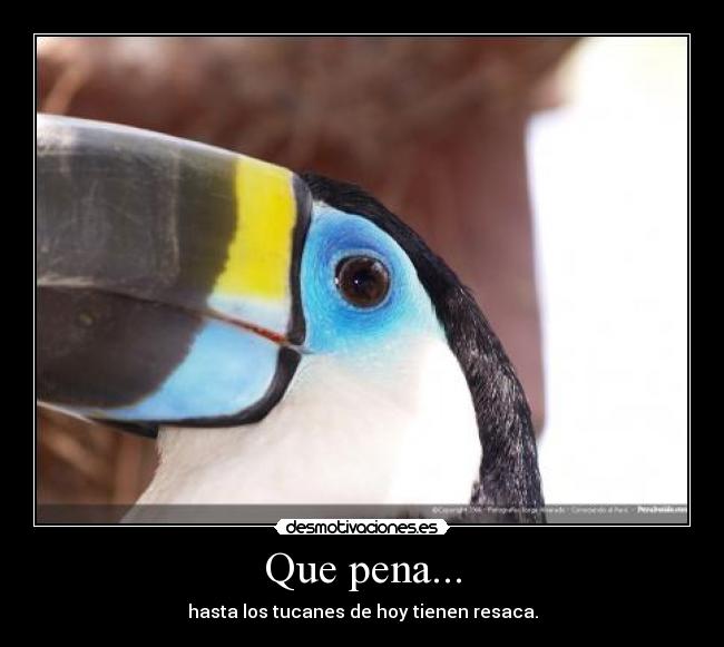 Que pena... - hasta los tucanes de hoy tienen resaca.