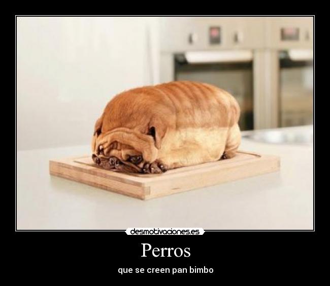 Perros - 