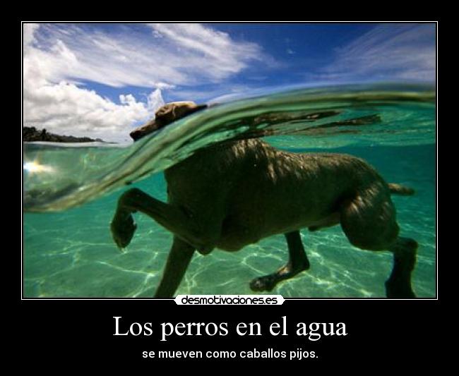 Los perros en el agua -