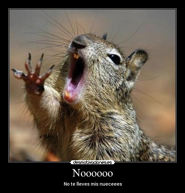Noooooo - No te lleves mis nueceees