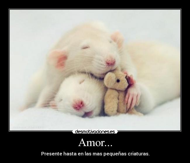 Amor... -