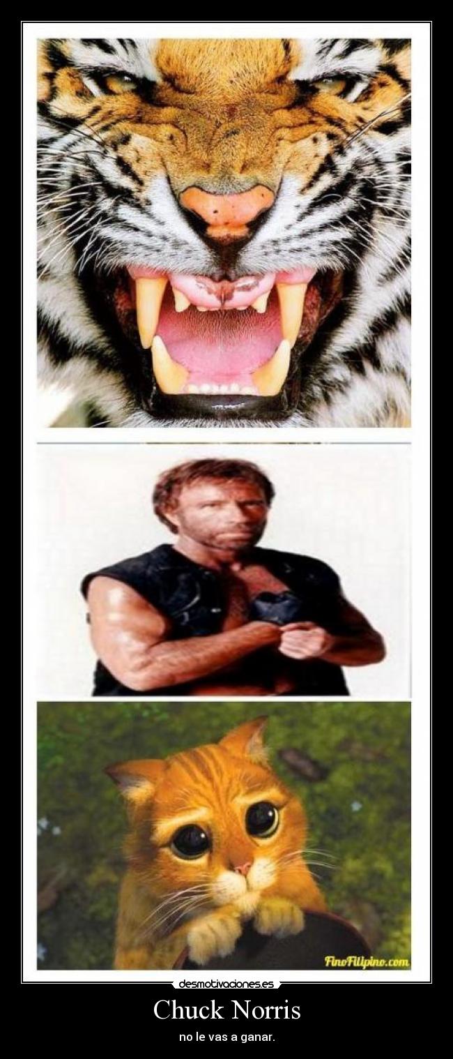 Chuck Norris -