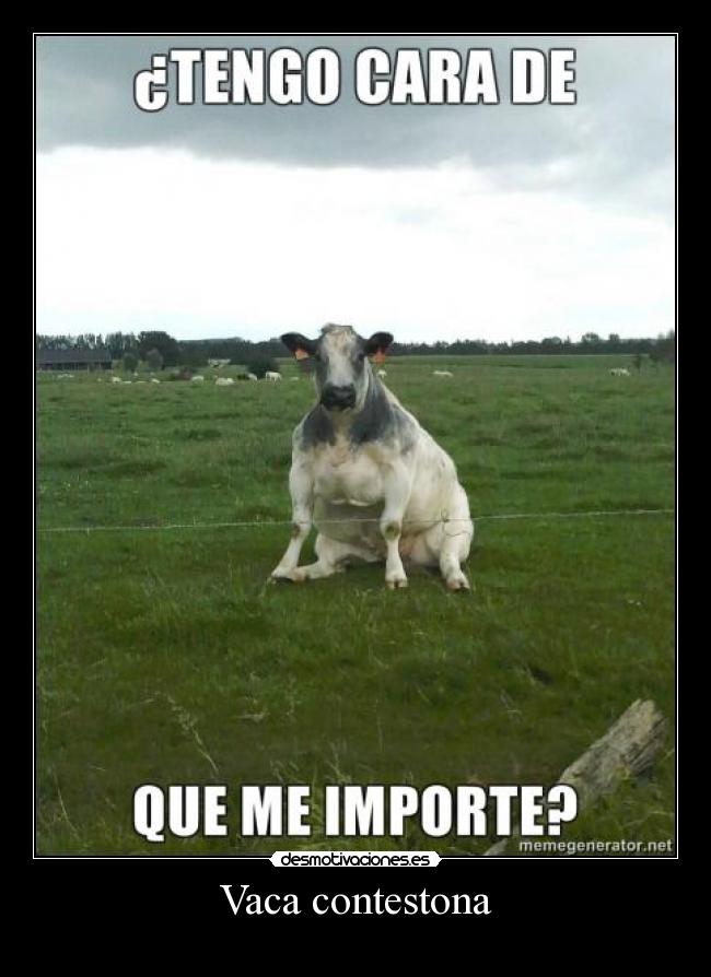 Vaca contestona - 