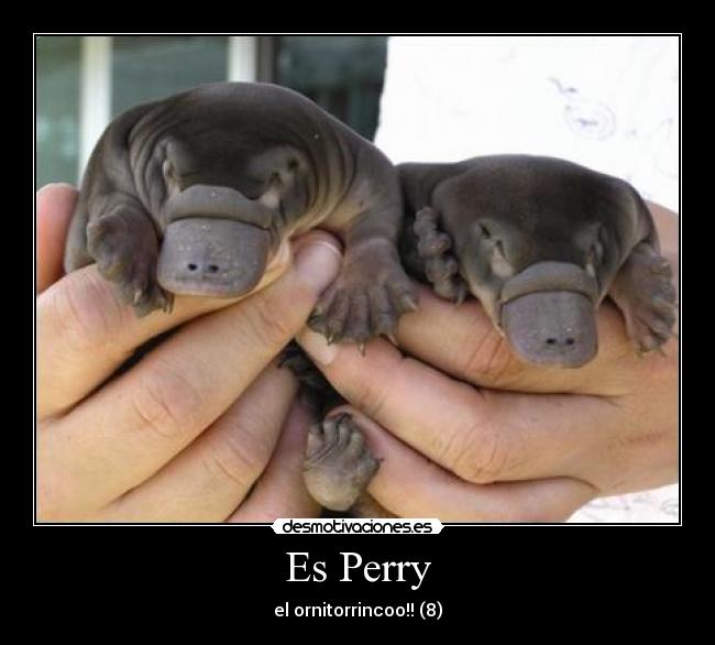 Es Perry -
