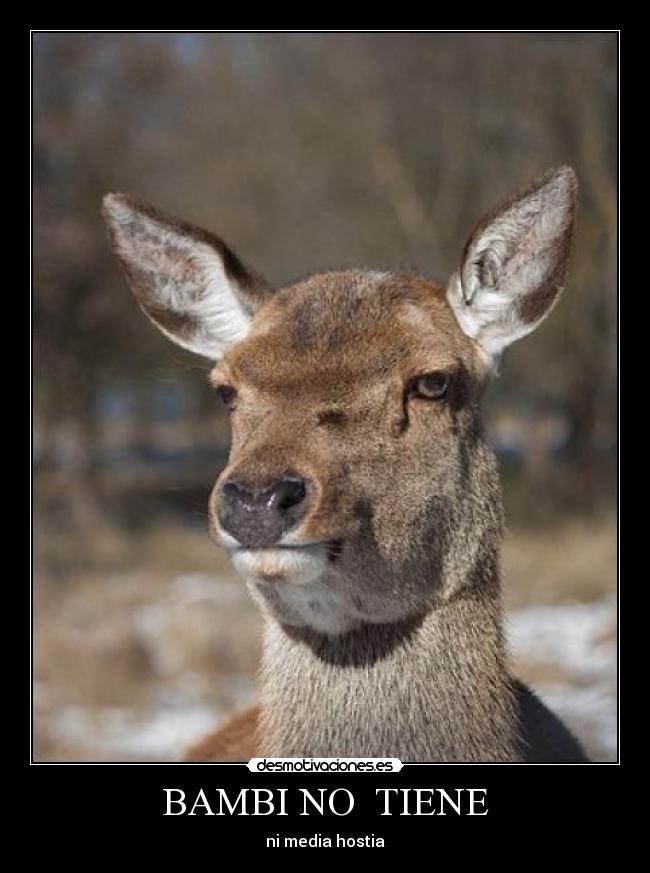 BAMBI NO TIENE - ni media hostia