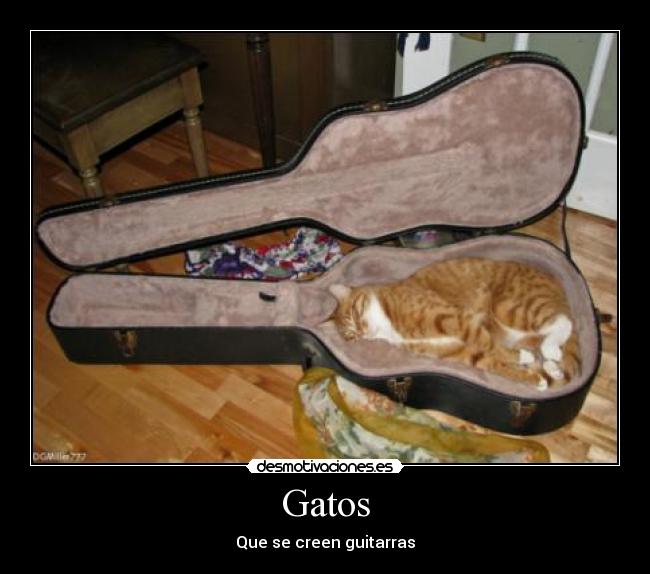 Gatos - Que se creen guitarras