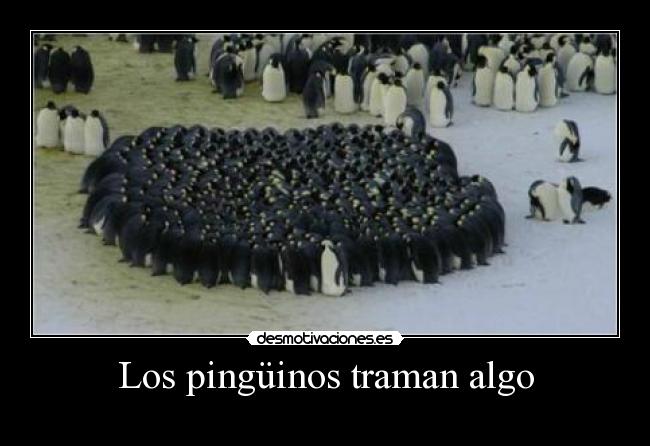 Los pingüinos traman algo -