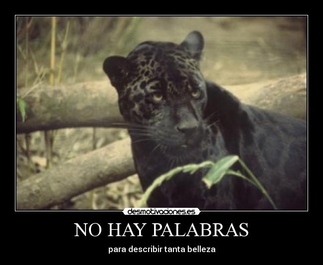 NO HAY PALABRAS - para describir tanta belleza