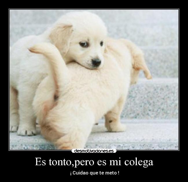 Es tonto,pero es mi colega - 