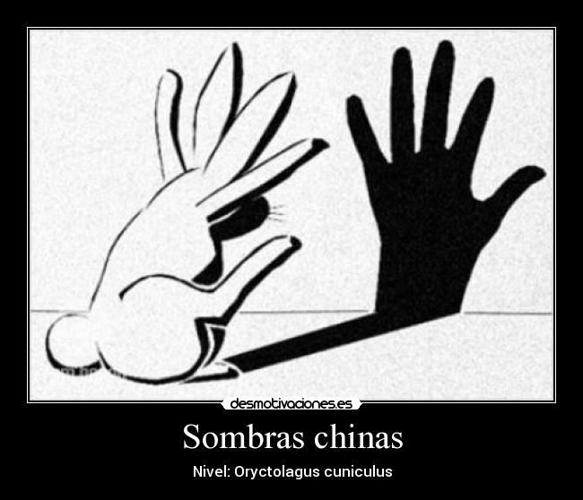 Sombras chinas - Nivel: Oryctolagus cuniculus