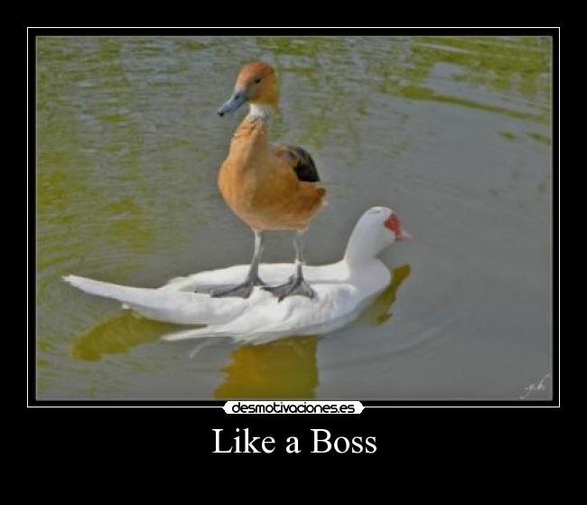 Like a Boss -