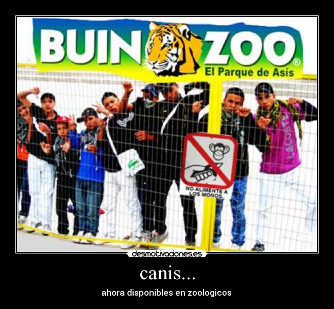 canis... - ahora disponibles en zoologicos 