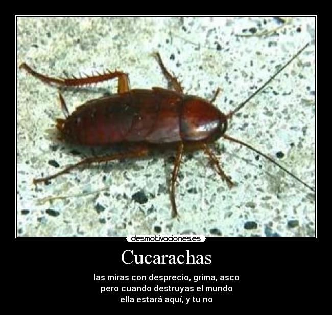 carteles cucarachas desmotivaciones