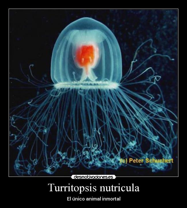 Turritopsis nutricula - El único animal inmortal