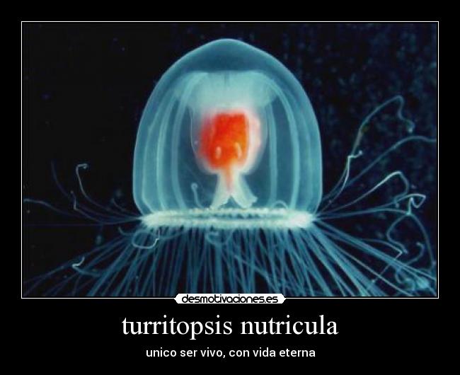 turritopsis nutricula - unico ser vivo, con vida eterna