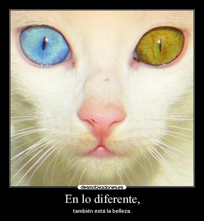 En lo diferente, - también está la belleza.