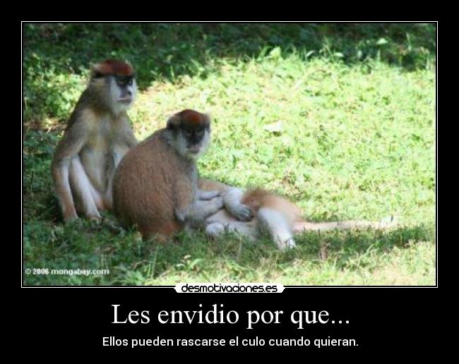 Les envidio por que... - 