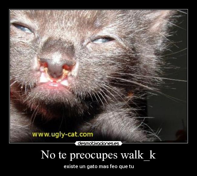 carteles gato desmotivaciones