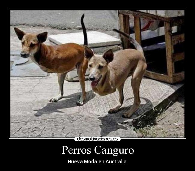 Perros Canguro - Nueva Moda en Australia.