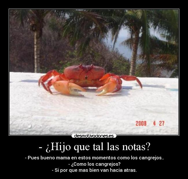 carteles cangrejos desmotivaciones