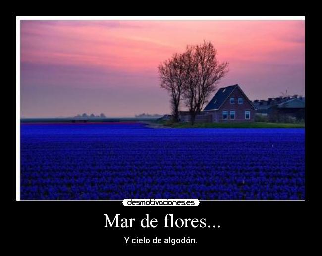 Mar de flores... - Y cielo de algodón.