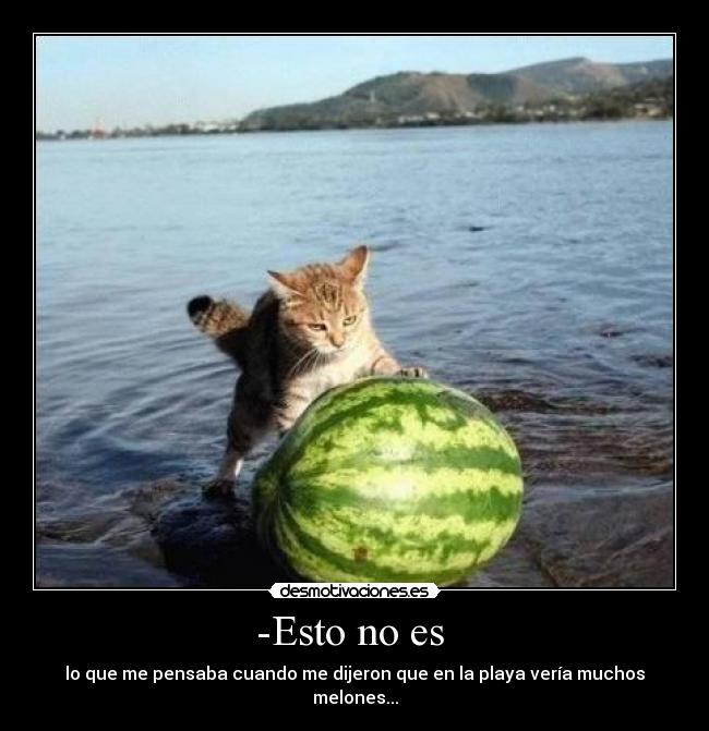 carteles gatosdecepcionado desmotivaciones