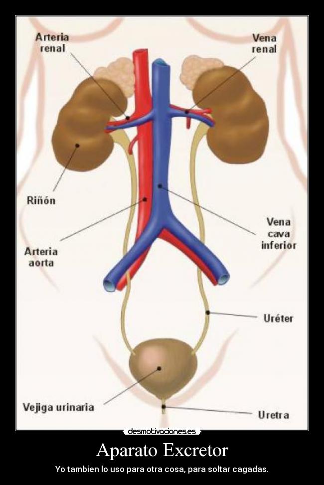 Aparato Excretor - 